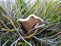 false-chanterelle